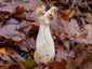 Fodros papsapkagomba (Helvella crispa), Pilis